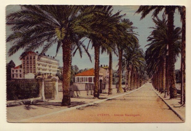Palm trees
